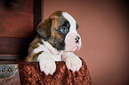 Deutscher Boxer Welpe