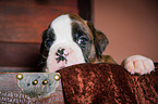 Deutscher Boxer Welpe