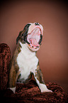ghnender Deutscher Boxer Welpe