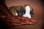 Deutscher Boxer Welpe