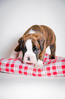 Deutscher Boxer Welpe