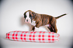 Deutscher Boxer Welpe