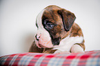 Deutscher Boxer Welpe
