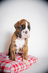 Deutscher Boxer Welpe