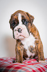 Deutscher Boxer Welpe