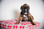 Deutscher Boxer Welpe
