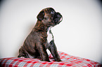 Deutscher Boxer Welpe