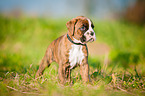 Deutscher Boxer Welpe