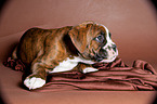 Deutscher Boxer Welpe