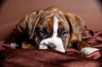 Deutscher Boxer Welpe