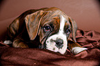Deutscher Boxer Welpe