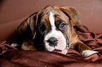 Deutscher Boxer Welpe