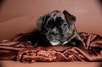 Deutscher Boxer Welpe