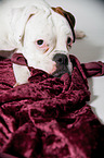liegender Deutscher Boxer