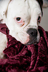 Deutscher Boxer Portrait