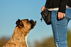 Deutscher Boxer Portrait