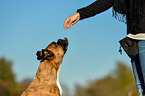 Deutscher Boxer Portrait