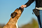 Deutscher Boxer Portrait