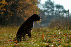 sitzender Deutscher Boxer