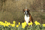 sitzender Deutscher Boxer