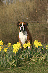 sitzender Deutscher Boxer