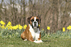 liegender Deutscher Boxer