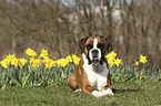 liegender Deutscher Boxer