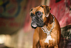 Deutscher Boxer Portrait