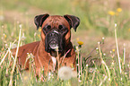 Deutscher Boxer Portrait