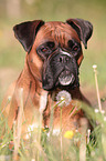 Deutscher Boxer Portrait
