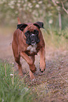 rennender Deutscher Boxer