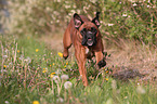 rennender Deutscher Boxer