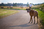 Deutscher Boxer