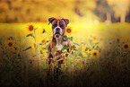 Deutscher Boxer Portrait