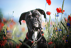junger Deutscher Boxer