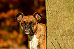 Deutscher Boxer Portrait