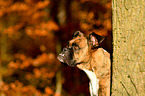 Deutscher Boxer Portrait