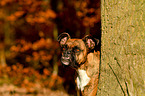 Deutscher Boxer Portrait