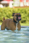 Deutscher Boxer im Pool