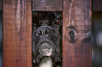 Deutscher Boxer Portrait