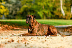 liegender Deutscher Boxer