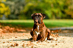 liegender Deutscher Boxer