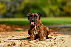 liegender Deutscher Boxer