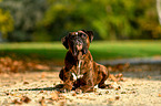 liegender Deutscher Boxer