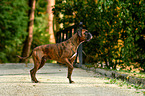 laufender Deutscher Boxer