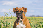 Deutscher Boxer Portrait