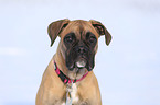 Deutscher Boxer Portrait