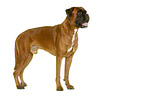 Deutscher Boxer vor weiem Hintergrund