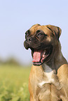 Deutscher Boxer Portrait