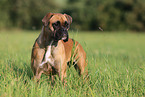 Deutscher Boxer